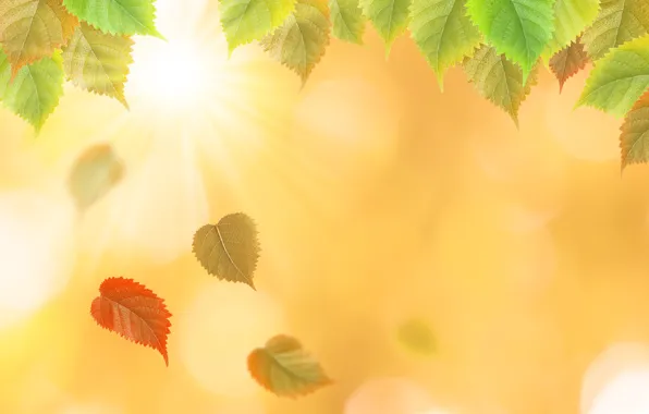 Картинка осень, листья, желтые, colorful, yellow, autumn, leaves, осенние