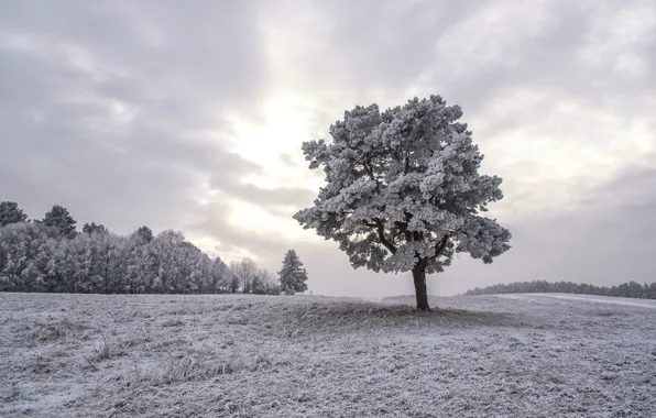 Картинка зима, природа, дерево
