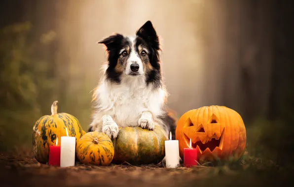 Картинка собака, свечи, тыквы, Хэллоуин