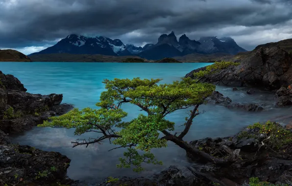Картинка горы, озеро, дерево, скалы, Чили, Chile, Patagonia, Патагония, Lake Pehoe, Torres del Paine National Park, …