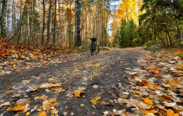 Картинка дорога, осень, листья, велосипед