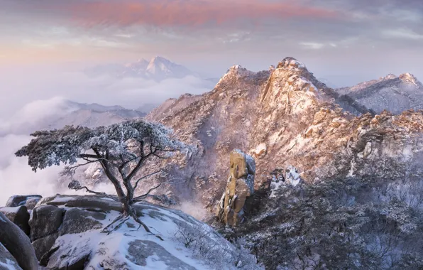Картинка зима, облака, снег, деревья, пейзаж, горы, природа, туман, скалы, рассвет, утро, сосны, Корея, заповедник, jae …