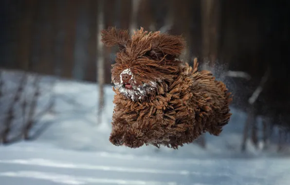 Картинка зима, снег, прыжок, собака, шерсть, полёт, Наталия Поникарова, Барбет, Французская водяная собака