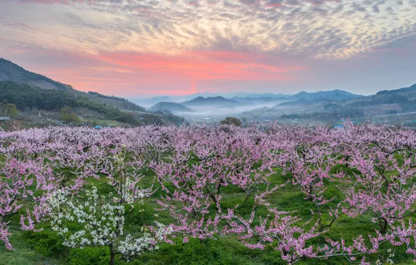Картинка деревья, пейзаж, горы, природа, туман, весна, утро, сад, персики, цветение, Южная Корея