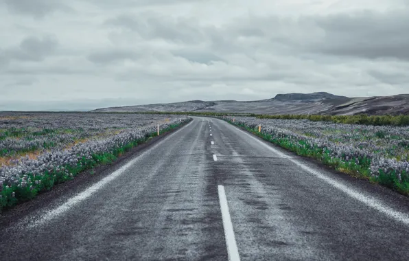 Картинка дорога, поле, цветы, South, Iceland, Rangárvallahreppur