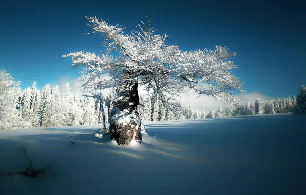 Картинка зима, небо, снег, природа, тишина, мороз, солнечный день, дерево в снегу, деревья в инее, на …
