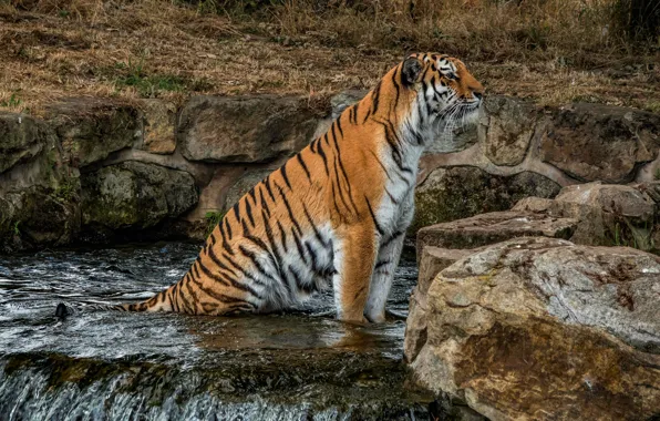 Картинка взгляд, природа, тигр, камни, водопад, сидит, дикая кошка, зоопарк