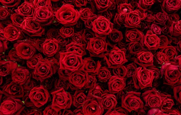 Картинка цветы, красный, Розы, бутоны