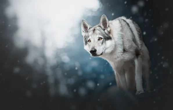 Картинка зима, лес, взгляд, морда, свет, снег, природа, поза, темный фон, серый, волк, собака, лапы, большая, …