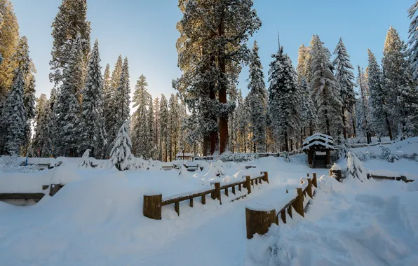 Картинка зима, снег, деревья, пейзаж, зимний, елки, forest, landscape, nature, beautiful, winter, snow, fir tree