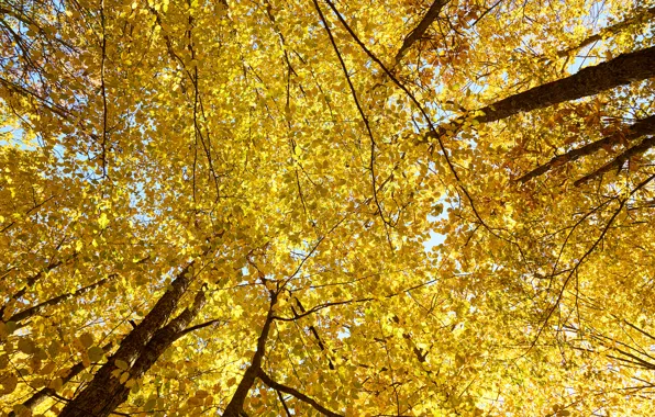 Картинка осень, небо, листья, деревья, yellow, autumn, leaves, tree, осенние