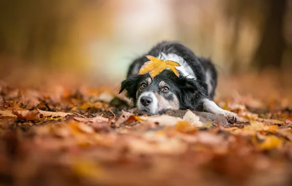 Картинка осень, взгляд, морда, природа, поза, лист, парк, фон, листва, листок, черно-белая, портрет, собака, лапы, лежит, …