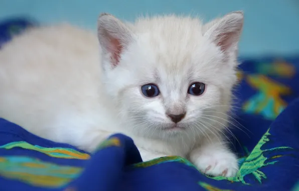 Картинка кошка, белый, взгляд, котенок, портрет, малыш, покрывало, мордочка, ткань, лежит, котёнок, голубые глаза, голубой фон, …