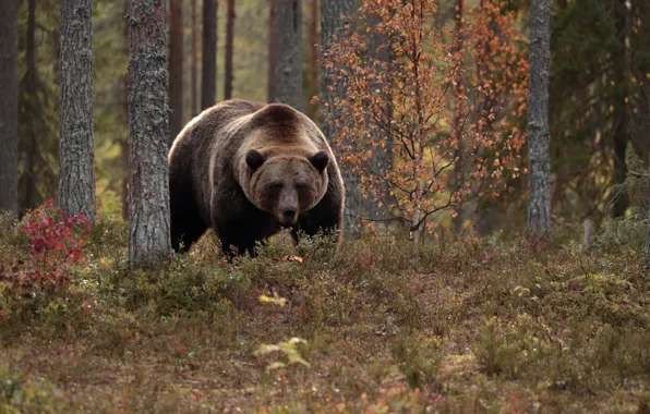 Картинка осень, лес, деревья, медведь, топтыгин