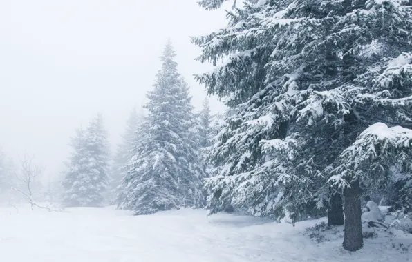 Картинка зима, снег, деревья, пейзаж, зимний, елки, landscape, nature, beautiful, winter, snow, fir tree
