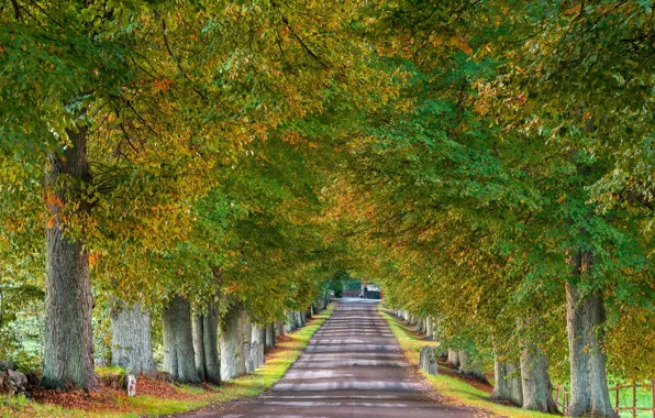Картинка дорога, осень, деревья, Швеция