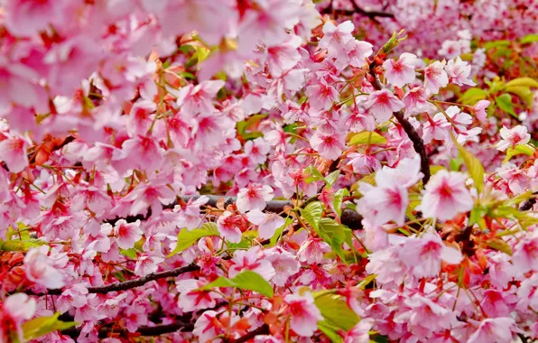 Картинка ветки, вишня, цвет, весна, сакура, blossom, cherry, spring