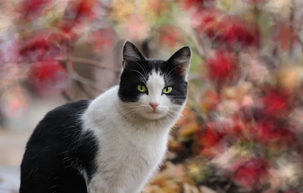 Картинка осень, кошка, фон