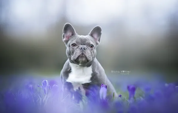 Картинка взгляд, цветы, фон, собака, мордашка, пёсик, Французский бульдог