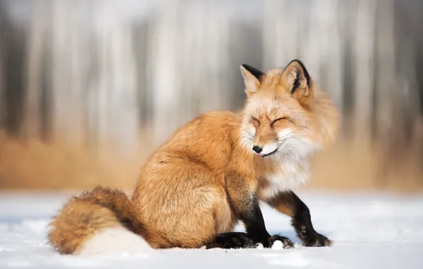 Картинка зима, снег, природа, животное, лиса, лисица, Iza Łysoń