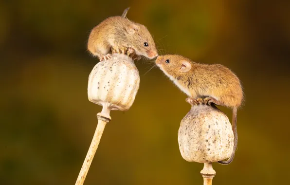 Картинка маки, грызун, mouse, rodent, мышь-малютка, сухие стебли, Nick Fewings, Micromys minutus