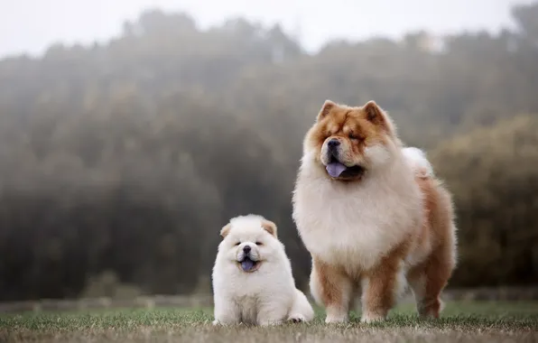 Картинка собаки, две, щенок, мама, чау-чау