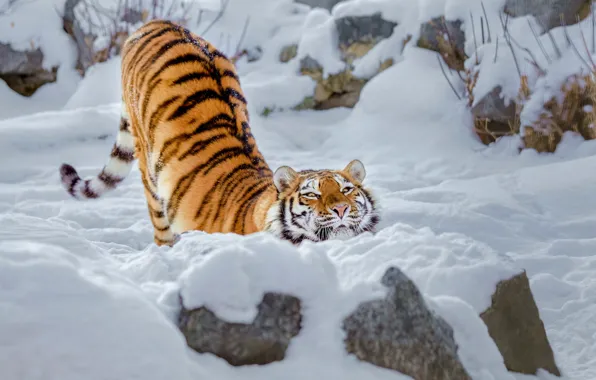 Картинка зима, снег, дикая кошка, тигрица, потягушки