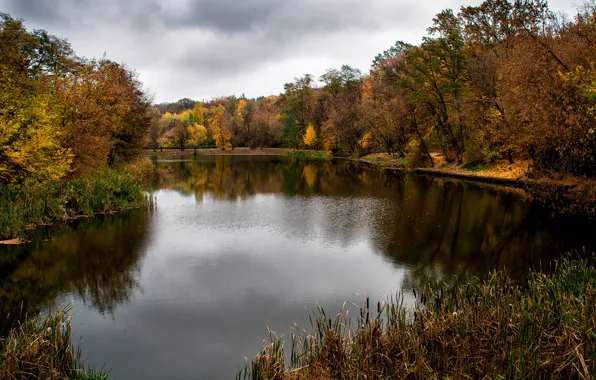 Картинка осень, листья, вода, деревья, ветки, озеро