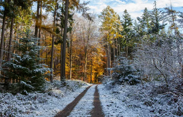 Картинка зима, иней, дорога, осень, лес, небо, снег, деревья, ветки, природа, парк, стволы, желтые, ели, дорожка, …