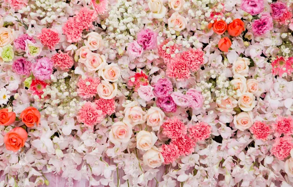 Картинка цветы, фон, розы, colorful, розовые, white, белые, бутоны, pink, flowers, roses, bud
