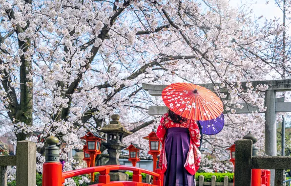 Картинка вишня, японка, весна, зонт, Япония, сакура, Japan, кимоно, цветение, woman, umbrella, blossom, sakura, cherry, spring, …