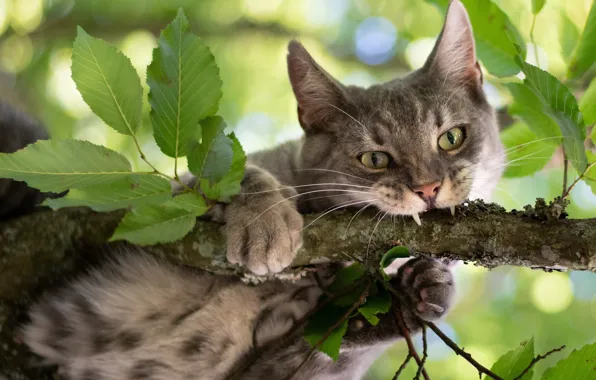 Картинка кошка, кот, взгляд, листья, ветка, на дереве, котэ
