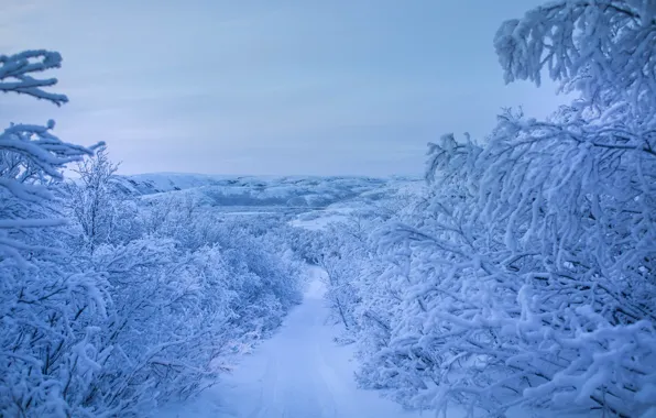 Картинка зима, дорога, снег, деревья, ветки, Россия, Заполярье