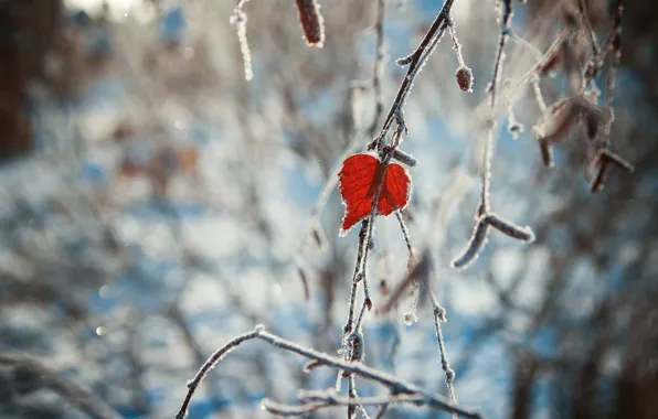 Картинка зима, сердце, листок