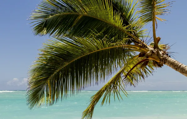 Картинка песок, море, пляж, лето, небо, солнце, пальмы, берег, summer, beach, sea, seascape, beautiful, sand, paradise, …