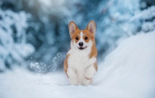 Картинка зима, снег, собака, щенок, прогулка, пёсик, Вельш-корги, Anna Oris