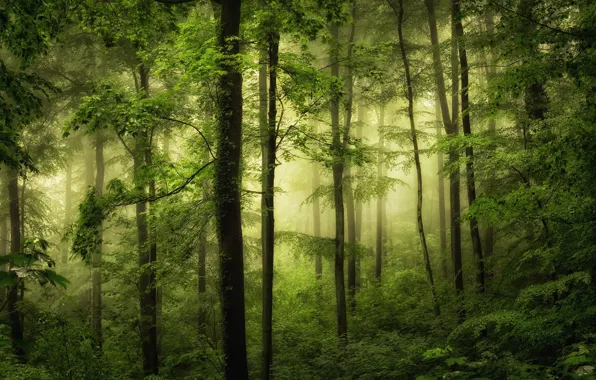 Картинка зелень, лес, деревья, туман, фото