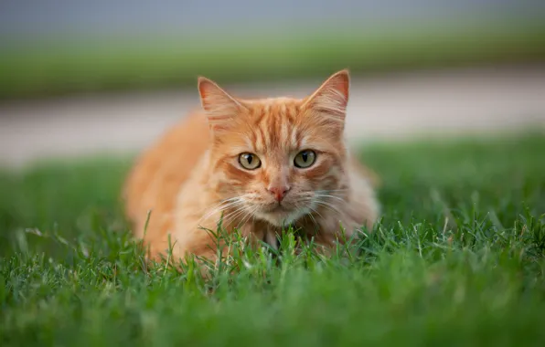 Картинка кошка, трава, кот, взгляд, рыжий, мордочка, котейка