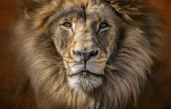 Картинка портрет, хищник, лев, царь, грива