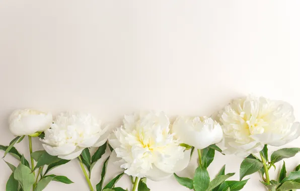 Картинка цветы, white, белые, flowers, beautiful, пионы, peonies