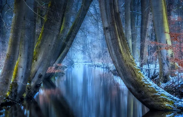 Картинка зима, иней, лес, деревья, природа, отражение, мороз, речушка, Jan-Herman Visser