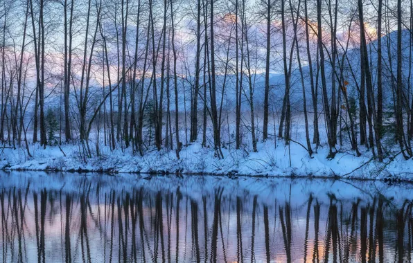 Картинка Light, Winter, Bare Trees Reflections