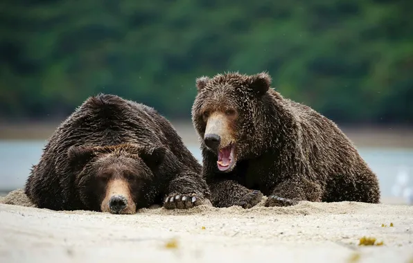 Картинка хищник, Аляска, бурый медведь