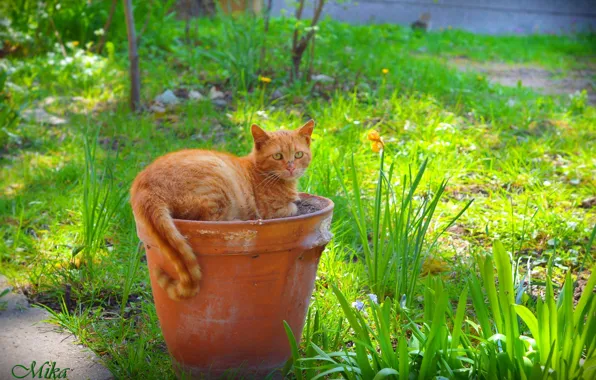 Картинка Кошка, Кувшин, Рыжая кошка