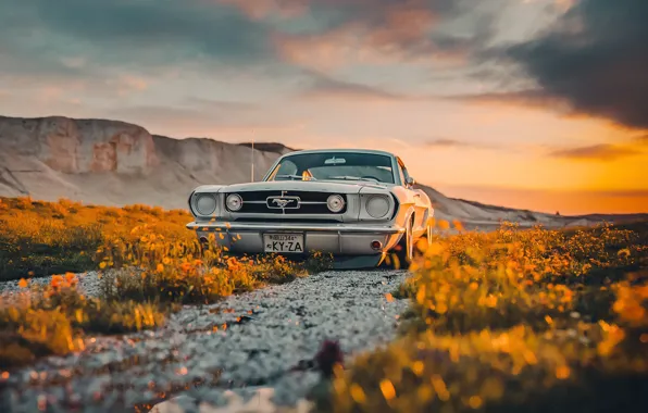 Картинка Mustang, Ford, Shelby, Car, White, GT350