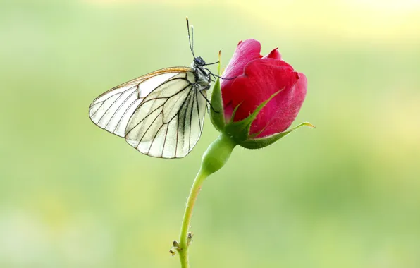 Картинка бабочка, роза, белянка