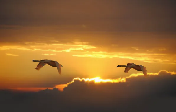 Картинка небо, птицы, восход, рассвет, пара, полёт, лебеди