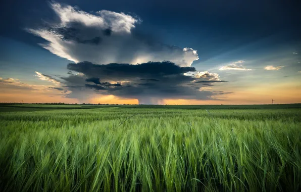 Картинка поле, небо, пейзаж, тучи, природа, колосья, Robert Kropacz