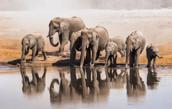 Картинка water, elephants, shore