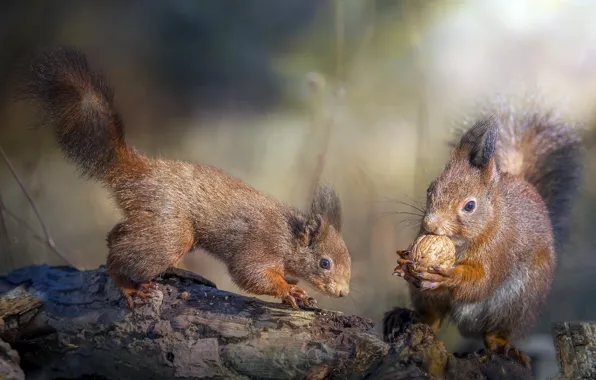 Картинка животные, природа, орех, деревяшки, белки, грызуны, Roberto Aldrovandi